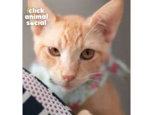 Gato raça SRD-ViraLata idade 7 a 11 meses nome KAIQUE