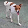 KODA