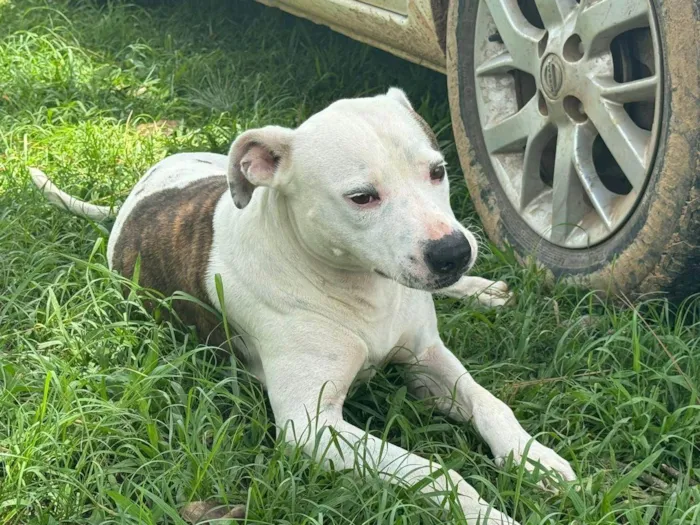 Cachorro ra a Pit-Bull idade 2 anos nome Theo 