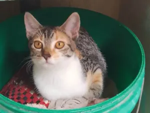 Gato raça SRD-ViraLata idade Abaixo de 2 meses nome Sem nome 05 