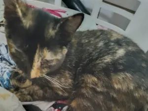 Gato raça SRD-ViraLata idade Abaixo de 2 meses nome Sem nome 02
