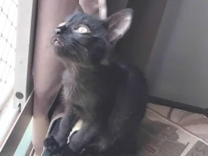 Gato raça SRD-ViraLata idade 2 a 6 meses nome Pretinho