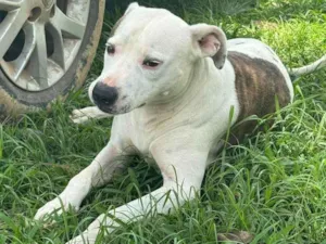 Cachorro raça Pit-Bull idade 2 anos nome Theo 