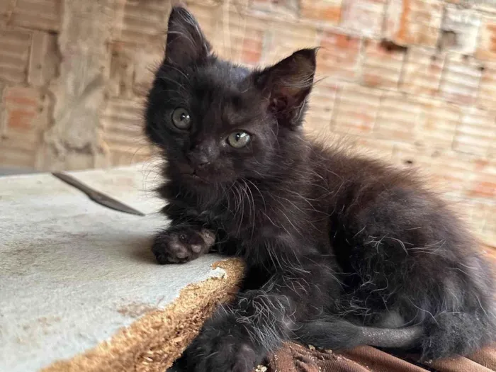 Gato ra a SRD-ViraLata idade 2 a 6 meses nome Neguin