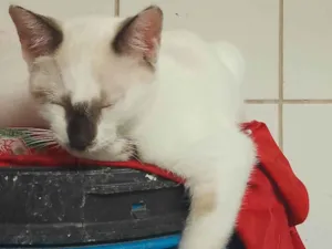 Gato raça SRD-ViraLata idade Abaixo de 2 meses nome Sem nome 04 