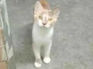 Gato raça SRD-ViraLata idade Abaixo de 2 meses nome Sem nome 03 