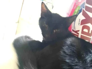 Gato raça SRD-ViraLata idade 2 a 6 meses nome Sem nome 01 
