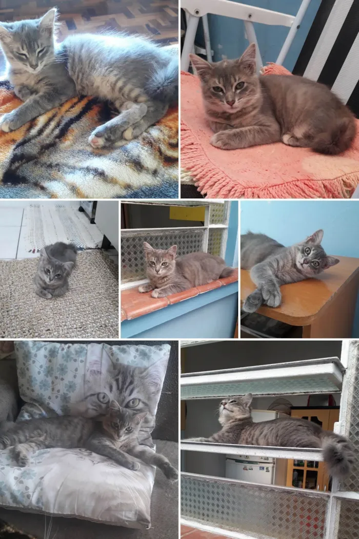 Gato ra a SRD-ViraLata idade 7 a 11 meses nome Bebel