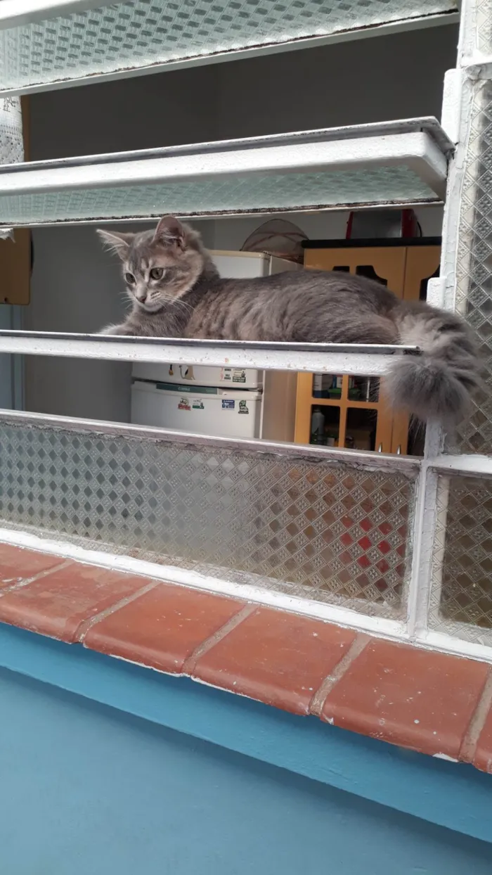 Gato ra a SRD-ViraLata idade 7 a 11 meses nome Bebel