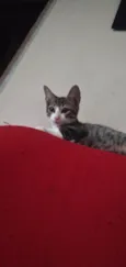 Tigre