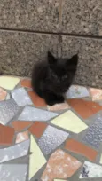 Albie