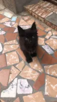 Albie