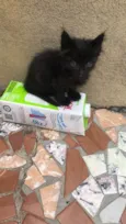 Albie