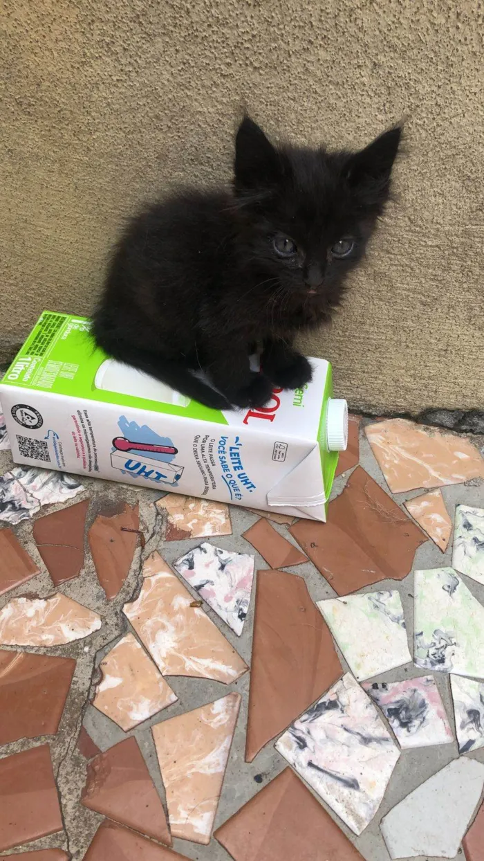 Gato ra a Srd idade Abaixo de 2 meses nome Albie