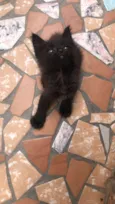 Albie