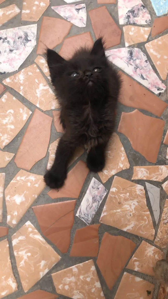 Gato ra a Srd idade Abaixo de 2 meses nome Albie