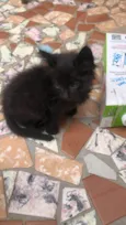 Albie