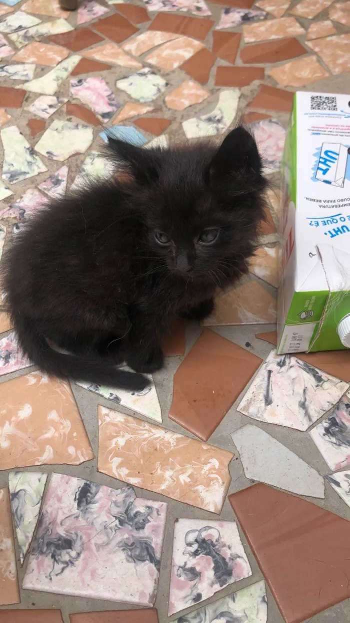Gato ra a Srd idade Abaixo de 2 meses nome Albie