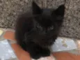 Albie