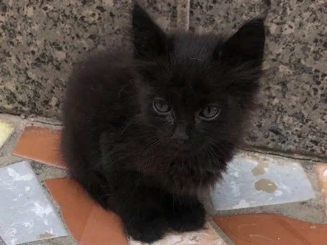 Gato ra a Srd idade Abaixo de 2 meses nome Albie