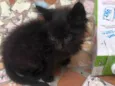 Albie