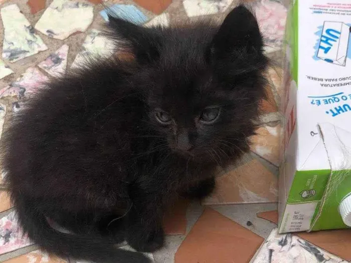 Gato ra a Srd idade Abaixo de 2 meses nome Albie