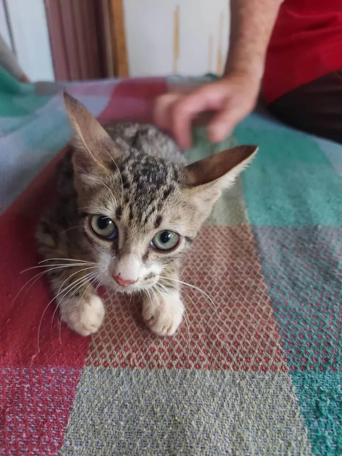 Gato ra a  idade Abaixo de 2 meses nome Gatinha