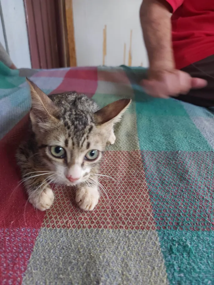 Gato ra a  idade Abaixo de 2 meses nome Gatinha