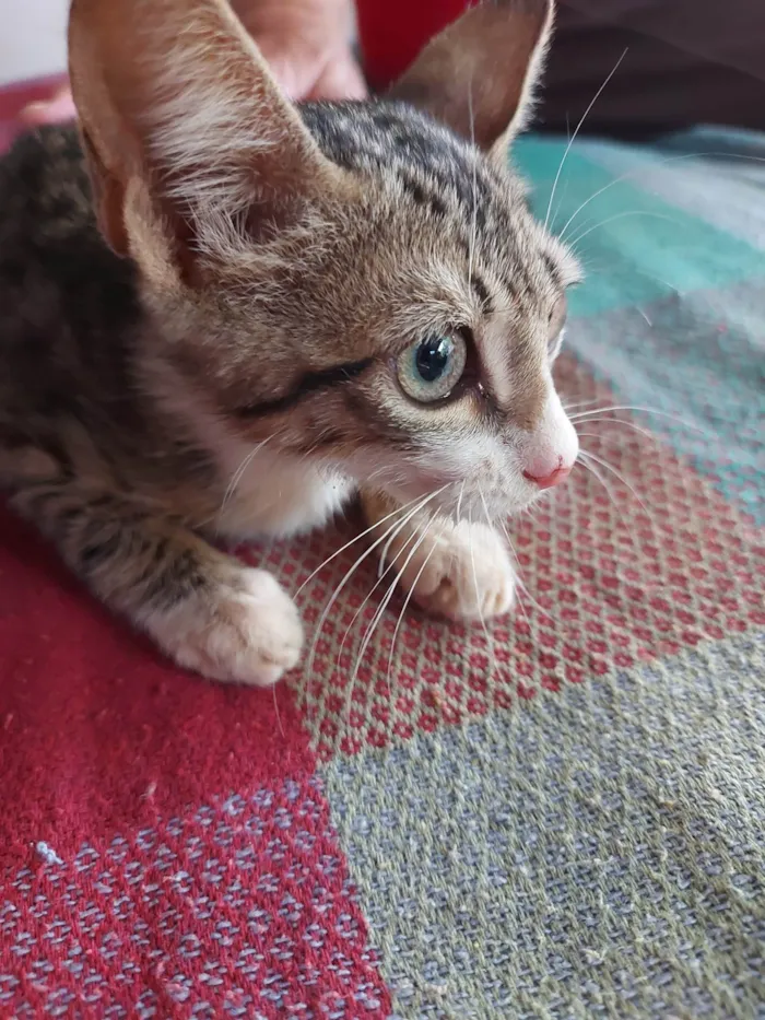 Gato ra a  idade Abaixo de 2 meses nome Gatinha