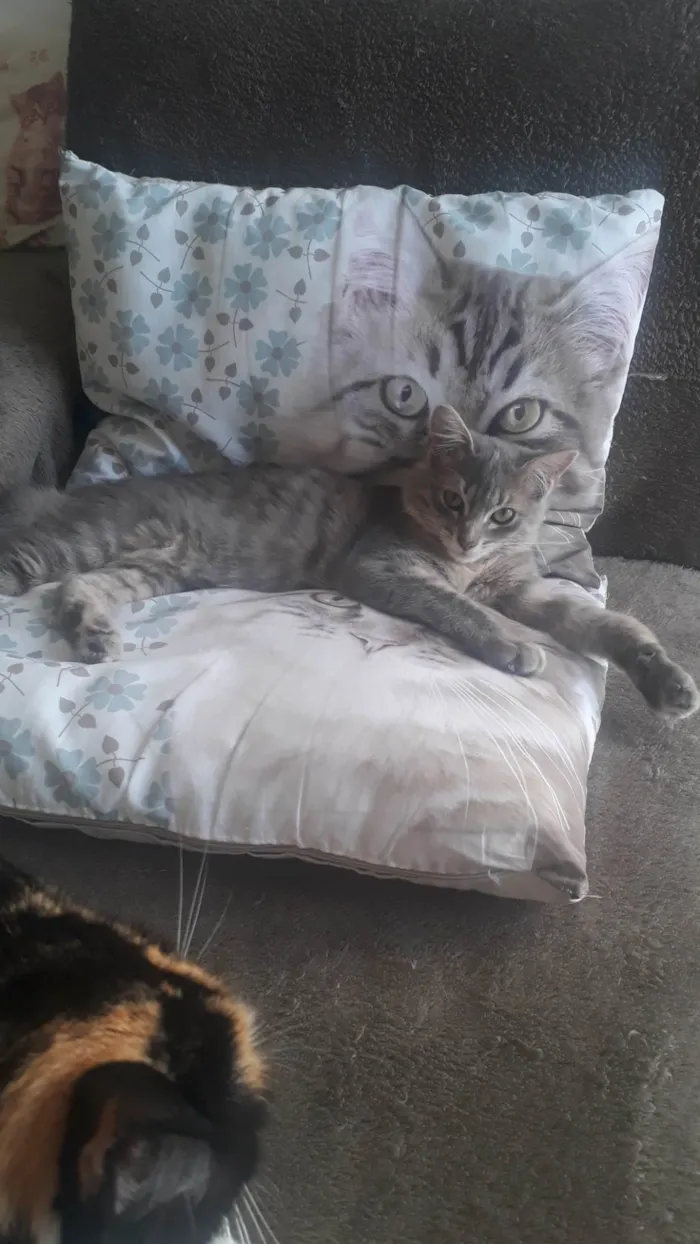 Gato ra a SRD-ViraLata idade 7 a 11 meses nome Bebel