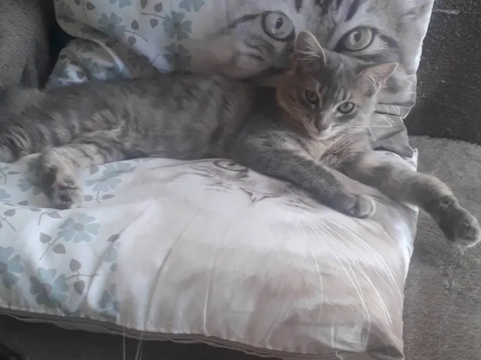 Gato ra a SRD-ViraLata idade 7 a 11 meses nome Bebel
