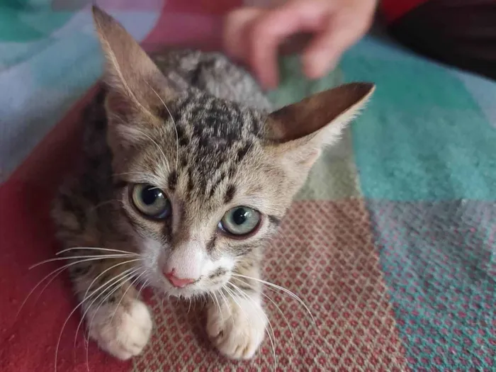 Gato ra a  idade Abaixo de 2 meses nome Gatinha