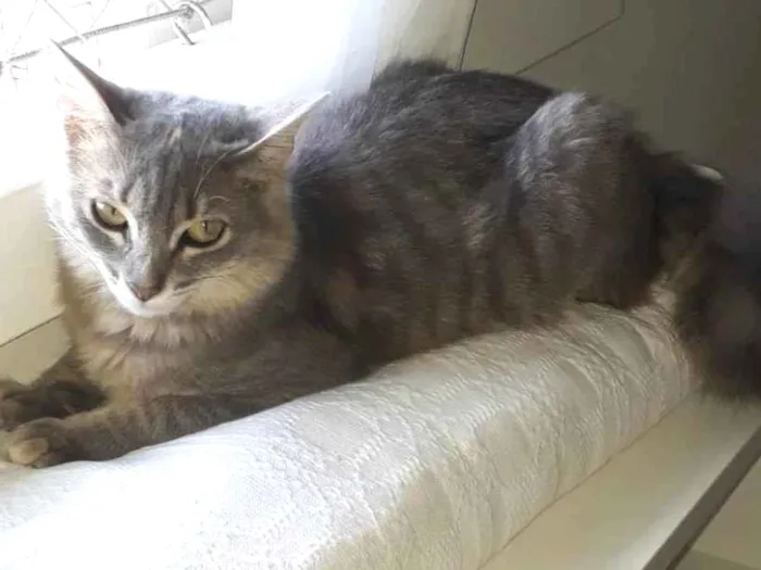 Gato ra a SRD-ViraLata idade 7 a 11 meses nome Bebel