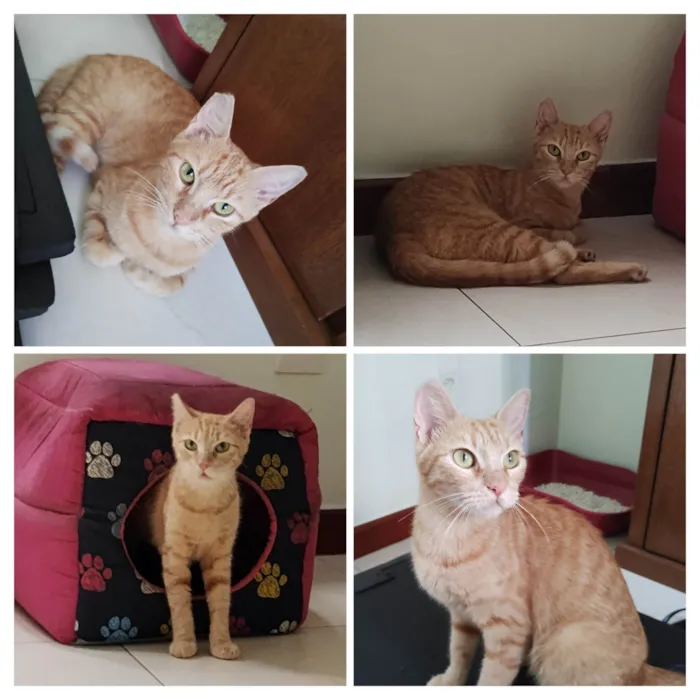 Gato ra a SRD-ViraLata idade 1 ano nome Chica Laranjinha 