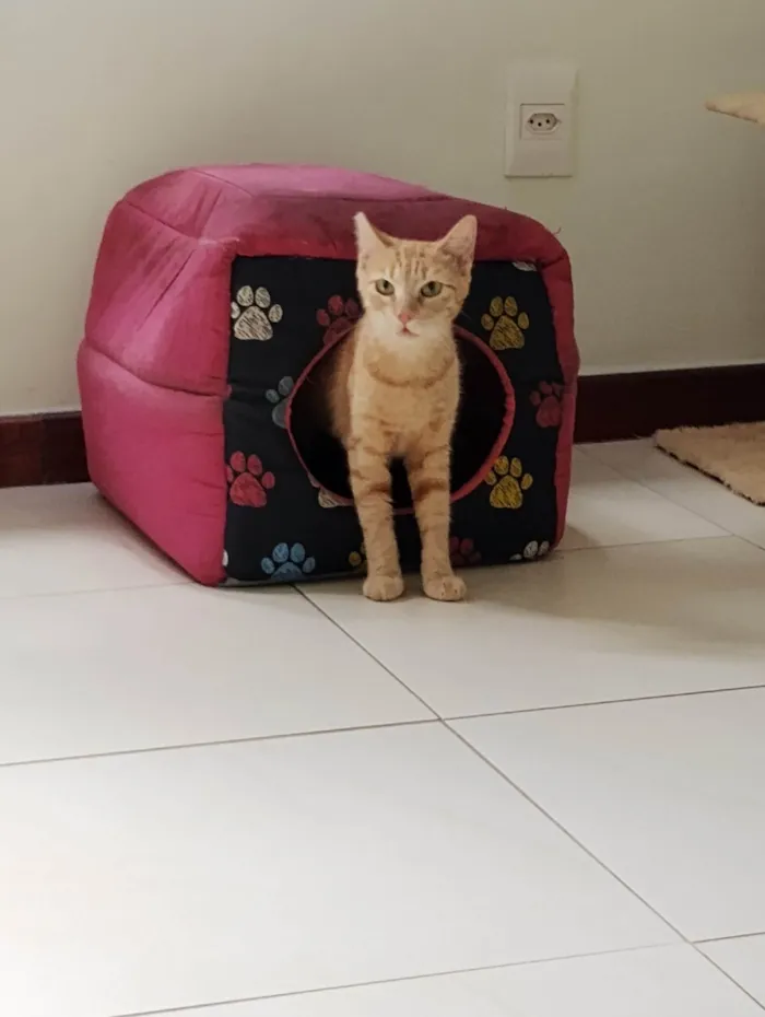 Gato ra a SRD-ViraLata idade 1 ano nome Chica Laranjinha 