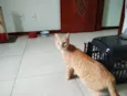 Chica Laranjinha 