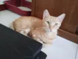 Chica Laranjinha 