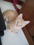 Chica Laranjinha 