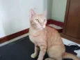 Chica Laranjinha 