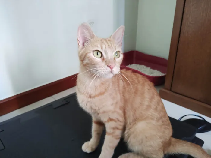 Gato ra a SRD-ViraLata idade 1 ano nome Chica Laranjinha 