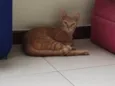 Chica Laranjinha 