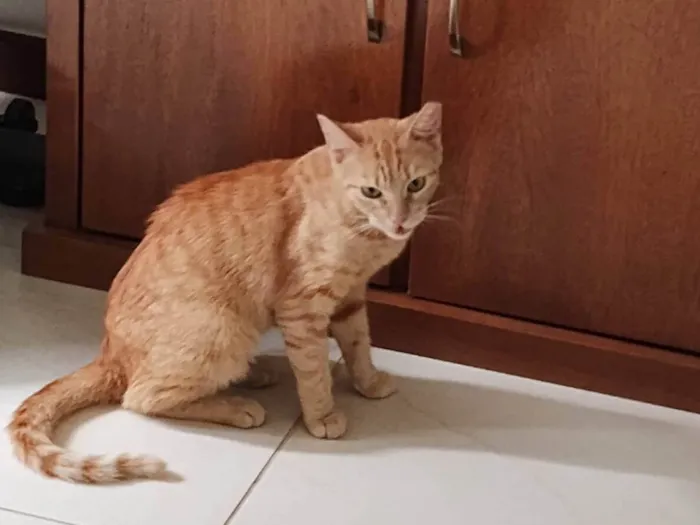 Gato ra a SRD-ViraLata idade 1 ano nome Chica Laranjinha 