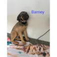 Barney