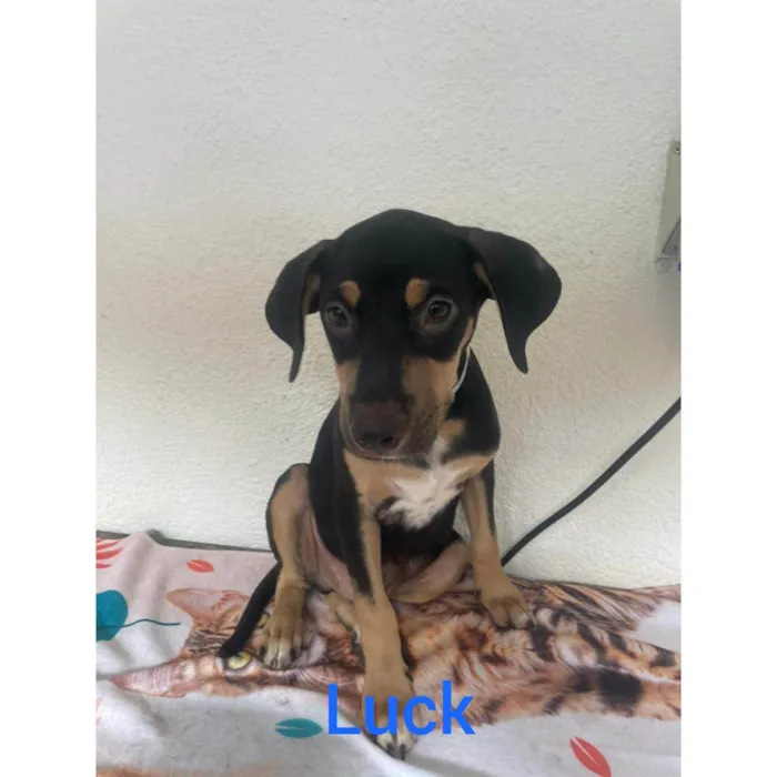 Cachorro ra a SRD-ViraLata idade 2 a 6 meses nome Luck