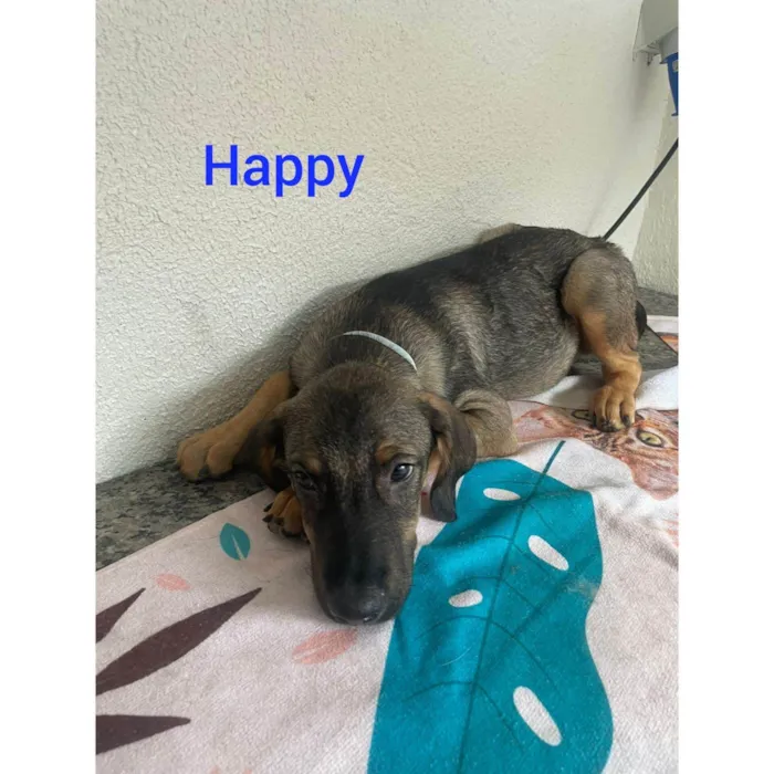 Cachorro ra a SRD-ViraLata idade 2 a 6 meses nome Happy