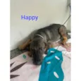 Happy