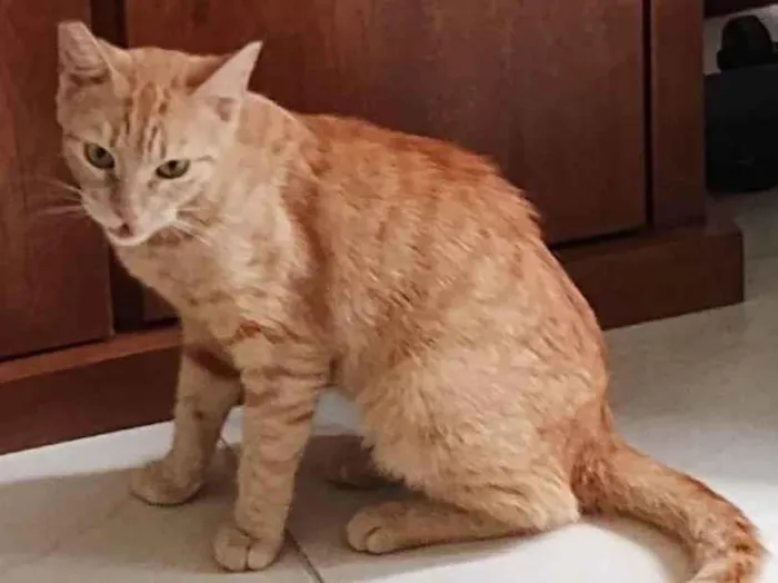 Gato ra a SRD-ViraLata idade 1 ano nome Chica Laranjinha 