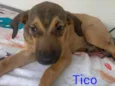 Tico