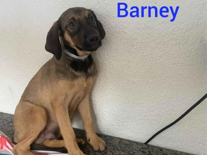 Cachorro ra a SRD-ViraLata idade 2 a 6 meses nome Barney 