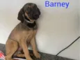 Barney